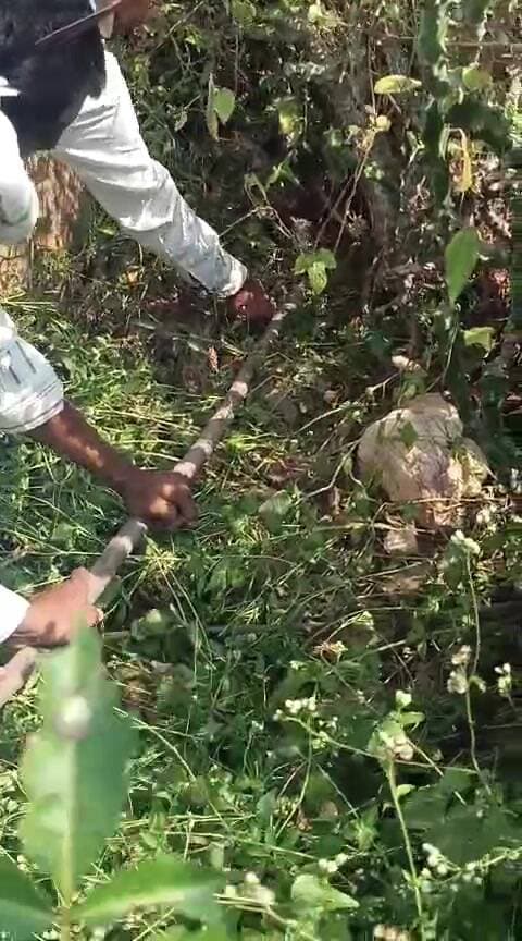 दोवड़ा: कहांरी पंचायत में अजगर का सुरक्षित रेस्क्यू, वन विभाग की टीम ने की त्वरित कार्रवाई