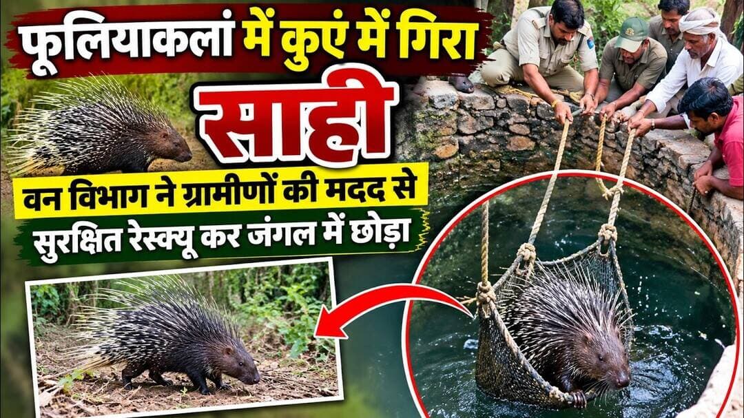 मौत के कुएं से साही को मिला जीवनदान! वन विभाग और ग्रामीणों ने बचाया दुर्लभ वन्यजीव