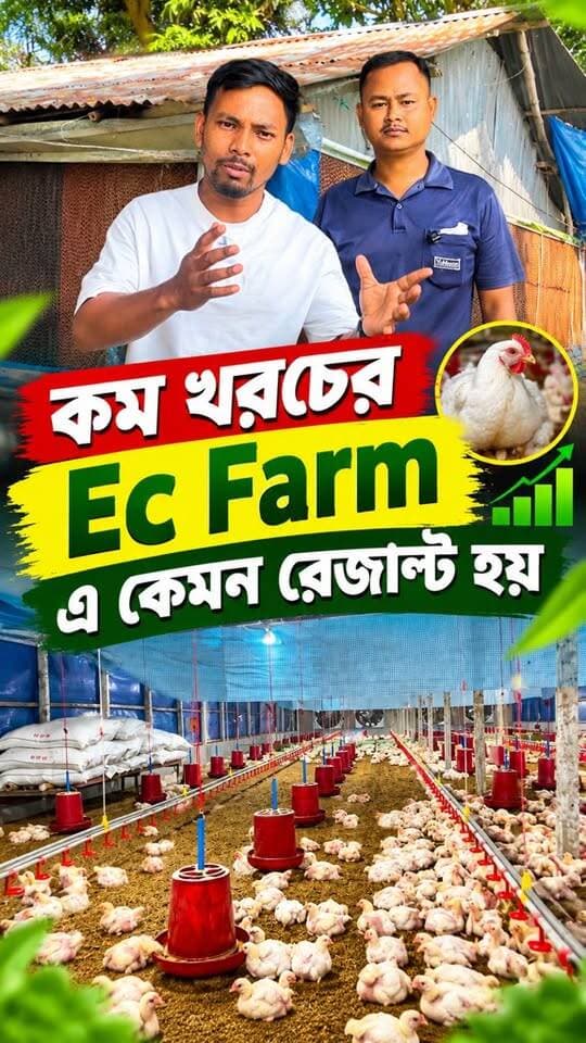 কম বাজেটের সেমি Ec Poultry Farm এর রেজাল্ট ….