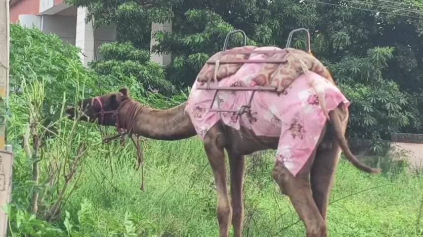 ராசிபுரம்: ராசிபுரத்தில் களைகட்டிய ஆயுத பூஜை விடுமுறை: ஒட்டக சவாரி செய்து மகிழ்ந்த குழந்தைகள்!