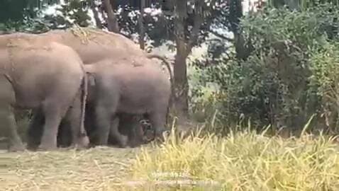 मझगांव: କେନ୍ଦୁଝର ଜଙ୍ଗଲରେ ଜନ୍ମଲା ନୂଆ ହାତୀ ଛୁଆ