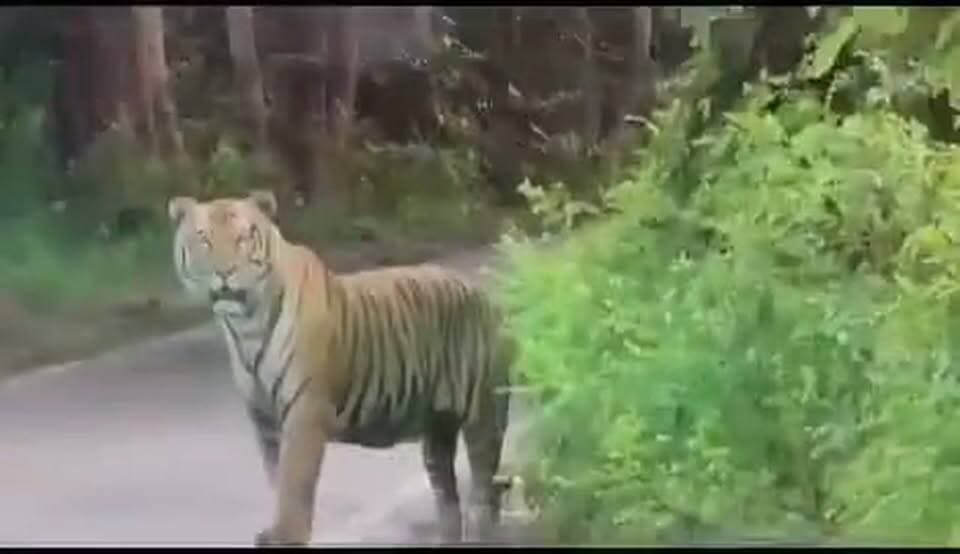 लखीमपुर खीरी: दुधवा टाइगर रिजर्व से नेपाल जाने वाली सड़क पर जंगल से निकलकर बाघ आ गया, जिससे राहगीरों में हड़कंप मच गया। कुछ देर तक यातायात प्रभावित रहा। राहगीरों ने बाघ का वीडियो बनाकर सोशल मीडिया पर वायरल कर दिया। घटना पलिया कोतवाली क्षेत्र की बताई जा रही है।
#LakhimpurKheri #DudhwaTigerReserve #DudhwaNationalPark #Tiger #बाघ #पलिया #लखीमपुरखीरी #दुधवा #BreakingNews #ViralVideo #TigerSighting #UPNews #JungleSafari #Wildlife #News18Hindi #Local18