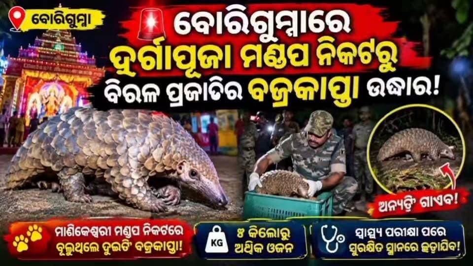 #ବିରଳ_ପ୍ରଜାତିର_ବଜ୍ରକାପ୍ତା_ଉଦ୍ଧାର
🚨 ବୋରିଗୁମ୍ମାରେ ଦୁର୍ଗାପୂଜା ମଣ୍ଡପ ନିକଟରୁ ବିରଳ ପ୍ରଜାତିର ବଜ୍ରକାପ୍ତା ଉଦ୍ଧାର!
🔥 ମାଣିକେଶ୍ୱରୀ ମଣ୍ଡପ ନିକଟରେ ବୁଲୁଥିଲେ ଦୁଇଟି ବଜ୍ରକାପ୍ତା!
🚨 ଗୋଟିଏ ଉଦ୍ଧାର, ଅନ୍ୟଟି ଗାଏବ — କେଉଁଠୁ ଆସିଲେ ବଜ୍ରକାପ୍ତା?
🐾 ୫ କିଲୋରୁ ଅଧିକ ଓଜନ, ସ୍ୱାସ୍ଥ୍ୟ ପରୀକ୍ଷା ପରେ ସୁରକ୍ଷିତ ସ୍ଥାନରେ ଛଡ଼ାଯିବ!
#Borigumma #ବଜ୍ରକାପ୍ତା #WildlifeRescue #KoraputNews #BreakingNews #Koraput #fbviralvideo #viralvideo #nonfollowers #OdishaNews #ForestDepartment #Pangolin #ViralNews #National24