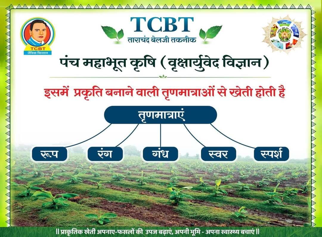 TCBT की
पंच महाभूत कृषि
मूल प्राकृतिक खेती है
कैसे....
यह पूरी प्रकृति को पंच महाभूतों ने अपनी मेटर की सूक्ष्म अवस्था (तृण मात्राओं) से बनाया है।
पदार्थ (मेटर) की सूक्ष्म अवस्थाएं है
रूप (एटम)
रंग
गंध
स्वर (स्पंदन/वाइब्रेशन)
स्पर्श
इन्हीं तृणमात्राओं से यह पूरी प्रकृति बनी है
इन्हीं तृणमात्राओं का उपयोग TCBT कृषि में जाती है।
इसलिए TCBT कृषि मूल प्राकृतिक खेती है।
जिस तृणमात्रा से हमारा यह ढांचागत शरीर बना है वे आवेशित कण हैं, परमाणु हैं,
जो कार्बन से युग्मित हैं। C6 H12O6 से ग्लुकोश बनता है और इसी श्रृंखला में सेल्युलोज, हेमी सेल्युलोज और लिग्निन से लकड़ी बनती है और TCBT के वृक्षायुर्वेद आधारित घोल में ऐसे ही परमाणु आवेशित अवस्था में श्रृंखलाबद्ध होते हैं।
इसलिए ये आयन सीधे पौधों द्वारा ग्रहण कर लिए जाते हैं चूंकि ये रसायन वृक्षायुर्वेद से बने हैं, इसलिए TCBT इन्हें जैव रसायन कहता है।
TCBT में संतृप्त और एक्टिवेटेड कार्बन निर्माण प्रक्रिया सिखाई जाती है इसीलिए मिट्टी में 2% कार्बन बढ़ जाता है
पत्तो में भी स्थिर और एक्टिवेटेड कार्बन देना सिखाया जाता है इसीलिए पत्ते बड़े बड़े और हरे कच्च रहते है।
गोबर से निकला हुआ कार्बन गौ-मय द्रव्य रसायन है TCBT इसे संतृप्त कार्बन में बदलकर अर्थात कार्बन के परमाणुओं को दूसरे परमाणुओं से युग्मित करके स्थाई और एक्टिवेटेड कार्बन में बदला जाता है। यह कार्बन मिट्टी में धूप के प्रभाव से नहीं उड़ता।
यह कार्बन पौधों में ठोस तना बनाता है, मिट्टी में प्रभावी ह्यूमस का निर्माण करता है।
आधुनिक विज्ञान खनिज तत्व पूर्ति को न्यूट्रिशन प्रबंधन कहता है। TCBT में यह प्रबंधन रंग, गंध, स्वर और स्पर्श पांच तरह से करने में सक्षम है। यह भूमि तत्व पूर्ति की प्रक्रिया हुई।
इसके अलावा पौधे के अंदर गगन तत्व बने अर्थात रिक्तता आए,
वायु तत्व बने अर्थात हवा की मात्रा पर्याप्त हो,
अग्नि तत्व संतुलित रहे अर्थात पौधे के अंदर 32 अंश डिग्री डेम्प्रेचर तापमान बना रहे,
नीर तत्व अर्थात वापसा की स्थिति और जीवनी शक्ति लगातार सक्रिय रहे इस बात का भी ध्यान रखा जाता है।
पंचमहाभूत कृषि में पौधे में निम्न पंच स्तरीय शरीर संरचना निर्माण होता है।
अन्नमय शरीर (सभी अणुओं का होना)
प्राणमय शरीर (सजीव कोशिका निर्माण)
मनोमय शरीर (कोशिका का मन जागृत होना)
बुद्धिमय शरीर (कोशिका की बुद्धि जागृत होना)
आनंदमय शरीर (कोशिका का अपने अंग में समाविष्ट होना)
TCBT में पौध निर्माण का इतना व्यापक चिंतन है इसलिए फसल / पौधे कभी बीमार नहीं पड़ते हैं और अधिकतम उत्पादन प्राप्त होता है।