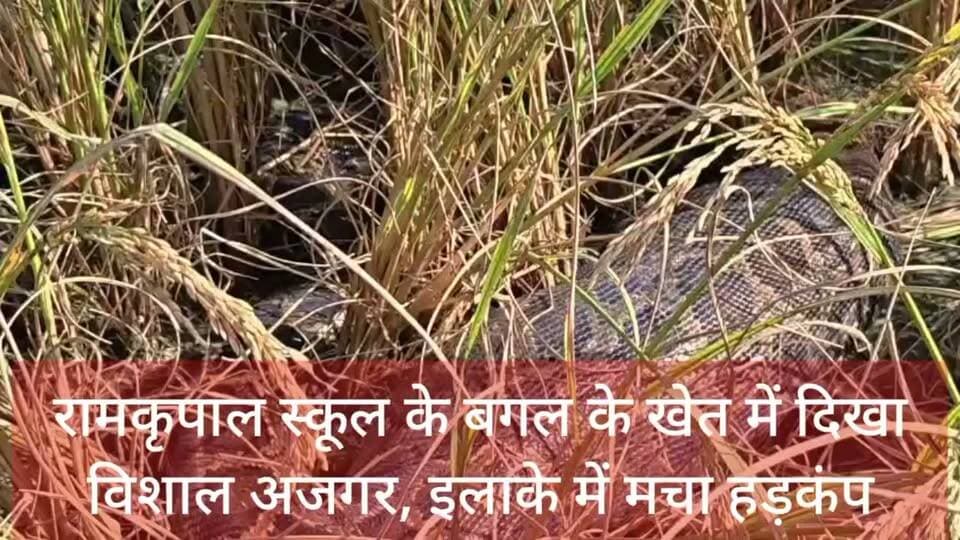 🚨 महराजगंज ब्रेकिंग न्यूज़: रामकृपाल स्कूल के बगल खेत में दिखा विशाल अजगर, मचा हड़कंप!
📍 नौतनवा, महराजगंज।
महराजगंज जिले के नौतनवा थाना क्षेत्र में खोरिया चौकी से महज एक किलोमीटर की दूरी पर स्थित रामकृपाल स्कूल के बगल के खेत में विशाल अजगर दिखाई देने से इलाके में हड़कंप मच गया। अजगर को देखकर आसपास के लोगों में दहशत का माहौल बन गया।
जानकारी के अनुसार, खेत में अजगर दिखाई देने की सूचना मिलते ही खोरिया चौकी पुलिस मौके पर पहुंची। इसके बाद वन विभाग को सूचना दी गई। वन विभाग की टीम ने अजगर का रेस्क्यू कर उसे सुरक्षित जंगल में छोड़ दिया।
अजगर के रेस्क्यू के बाद स्थानीय लोगों ने राहत की सांस ली। फिलहाल अजगर को जंगल में सुरक्षित छोड़ दिए जाने से इलाके में बनी दहशत कम हुई है।
📢 अन्य खबरों के लिए बने रहें — पब्लिक महराजगंज न्यूज़ के साथ।
Public maharajganj
#PublicMaharajganj #Maharajganj #Nautanwa #BreakingNews #UPNews #AjgarRescue #ForestDepartment #WildlifeRescue #खोरिया #महराजगंज