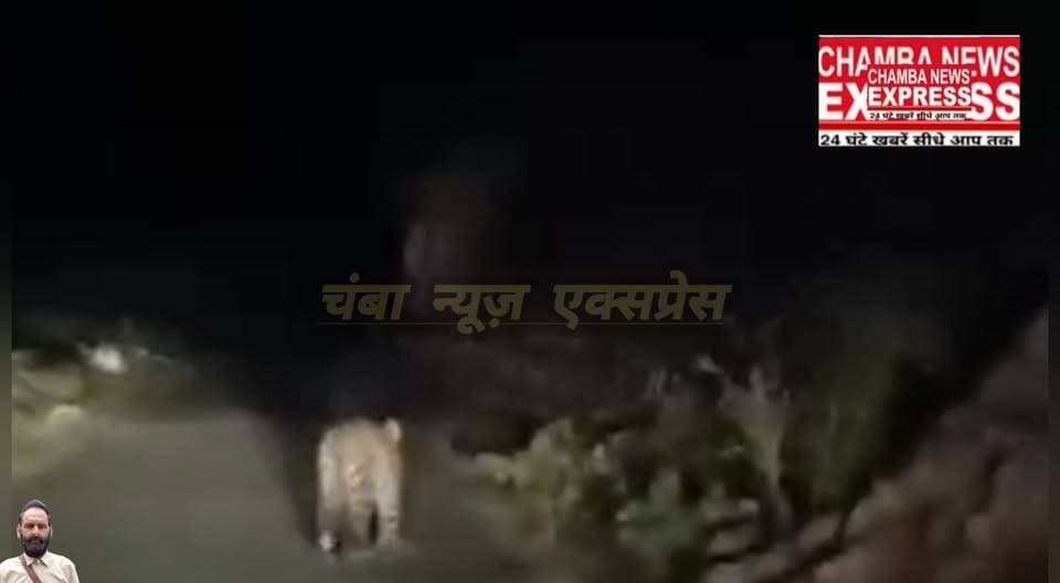 उपमंडल चुराह में सड़क पर चहल-चहल-कदमी करता तेंदुआ, वीडियो वायरल
#cmohp #viralreel #himachalpradesh #chamba #viralvideo #shimla
