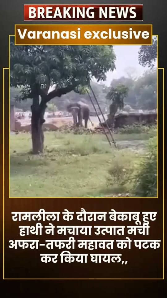 रामलीला के दौरान पगलाए हाथी ने मचाया उत्पात मची अफरा-तफरी महावत को पटक-पटक कर किया घायल,,
वाराणसी के रामनगर की रामलीला के दौरान एक हाथी बेकाबू हो गया, जिससे इलाके में घंटों अफरा-तफरी मची रही। हाथी ने महावत को पटककर घायल कर दिया और कई दुकानों, मकानों, वाहनों तथा बिजली के खंभों को नुकसान पहुंचाया।
