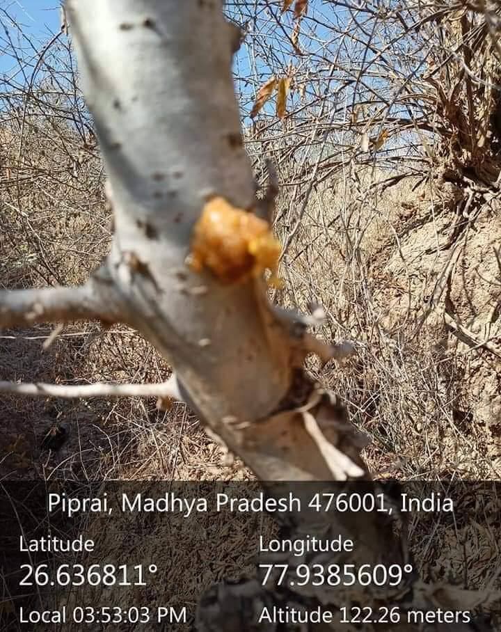 चंबल के बीहड़ों में औषधीय पौधों की खेती से आजीविका और पलायन रोकने की संभावनाएं
चंबल अंचल में बढ़ते बीहड़ों और घटती उपजाऊ भूमि के कारण प्रभावित किसानों एवं ग्रामीणों की आजीविका सुनिश्चित करने के लिए स्थानीय औषधीय पौधों का संरक्षण, संवर्धन और वैज्ञानिक तरीके से उत्पादन उपयोगी विकल्प बन सकता है। वर्ष 2012 के सर्वेक्षण के अनुसार, मुरैना जिले में लगभग 35 हजार हेक्टेयर भूमि बीहड़ में परिवर्तित हो गई थी।
चंबल क्षेत्र में गुग्गल, शतावरी, गिलोय, गोखरू, अश्वगंधा, आंवला, भुई आंवला, अर्जुन, बेल एवं अन्य औषधीय प्रजातियों की उपलब्धता स्थानीय लोगों के लिए रोजगार और आय के नए अवसर पैदा कर सकती है।
इसके लिए ब्लॉक स्तर पर संग्रहण केंद्र स्थापित करने, भंडारण की व्यवस्था करने तथा औषधीय पौधों से कच्चा माल प्राप्त करने वाली कंपनियों से बाजार संपर्क विकसित करने की आवश्यकता है। वन विभाग, कृषि विभाग, जिला पंचायत, औषधीय पादप बोर्ड, कृषि विश्वविद्यालय एवं स्वयंसेवी संस्थाओं के समन्वित प्रयासों से इस दिशा में कार्य किया जा सकता है।
इस पहल से बीहड़ भूमि का उपयोग, स्थानीय वन संपदा का संरक्षण, ग्रामीणों की आजीविका में वृद्धि और पलायन रोकने में मदद मिल सकती है। साथ ही, बीहड़ क्षेत्रों में पर्यावरण संरक्षण एवं भूमि के बेहतर उपयोग को भी बढ़ावा मिलेगा।
#JansamparkMP #morena2026 #Morena #MadhyaPradesh Jansampark Madhya Pradesh
