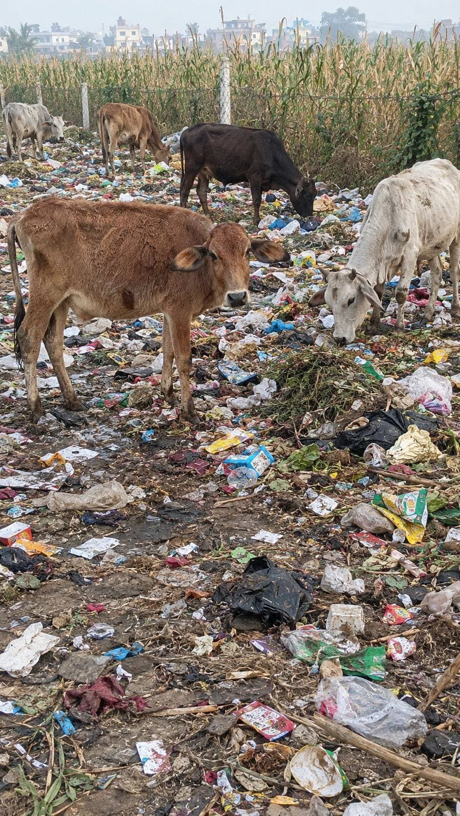 भारत देश में गाय को माता का दर्जा देते हैं और गाय माता की ऐसी हालात देखकर मन बहुत चिंतित होता है अपने पास तो कुछ नहीं है लेकिन जिन लोगों के पास है वह भी गाय माता के लिए कुछ नहीं करना चाहते हैं बस प्रवचन देते हैं लोकप्रियता पाने के लिए।