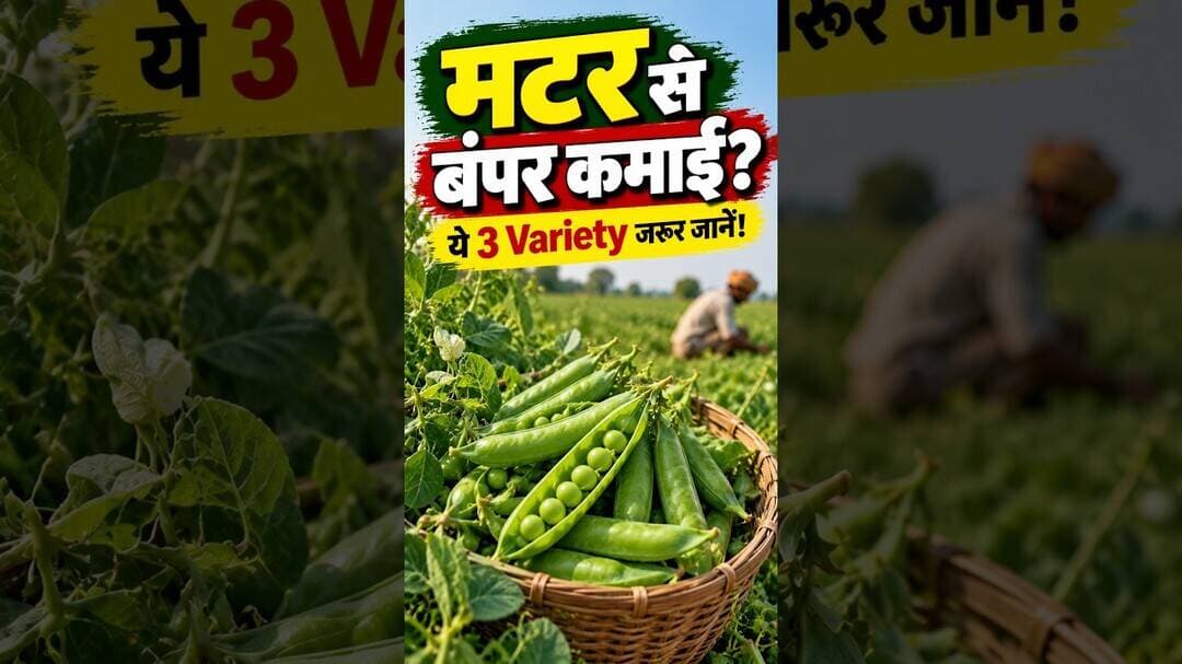 मटर की TOP 3 वैरायटी 🫛 बंपर पैदावार और भारी मुनाफा #shorts