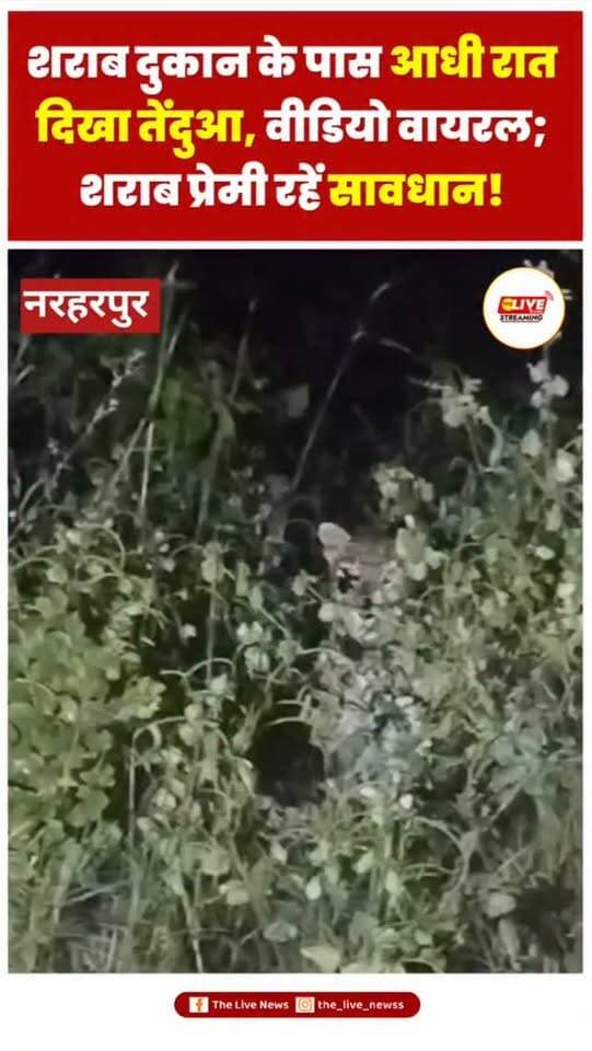 शराब दुकान के पास आधी रात दिखा तेंदुआ, वीडियो वायरल; शराब प्रेमी रहें सावधान!
कांकेर। कांकेर जिले के नरहरपुर वन परिक्षेत्र में आधी रात शराब दुकान के पास तेंदुआ दिखाई देने का मामला सामने आया है। तेंदुए का वीडियो सोशल मीडिया पर तेजी से वायरल हो रहा है, जिससे इलाके में वन्यजीवों की मौजूदगी को लेकर चर्चा तेज हो गई है।
शराब दुकान के पास तेंदुआ दिखाई देने की खबर के बाद वहां आने-जाने वाले लोगों को सतर्क रहने की जरूरत है। खासकर देर रात शराब दुकान जाने वाले लोग सावधानी बरतें और आसपास तेंदुआ दिखाई देने पर उसके करीब जाने या उसे छेड़ने की कोशिश न करें।
**नरहरपुर वन परिक्षेत्र का यह मामला अब सोशल मीडिया पर चर्चा का विषय बना हुआ है।** वन विभाग की ओर से मामले की पुष्टि और आवश्यक सुरक्षा उपायों की जानकारी का इंतजार है।
#newsupdate #chhattisgarh #reelsinstagram #viralvideos #shorts