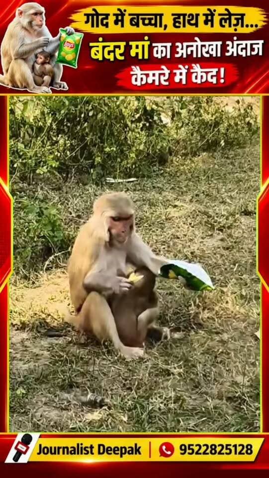 💥 गोद में बच्चा, हाथ में लेज़… बंदर मां का अनोखा अंदाज कैमरे में कैद!
मां की गोद में नन्हा बच्चा और हाथों में लेज़ का पैकेट, प्रकृति का यह अनोखा नजारा देखकर आपका भी ध्यान जरूर ठहर जाएगा।
देखिए यह दिलचस्प वीडियो और बताइए—आपको यह नजारा कैसा लगा?
Journalist Deepak | उमरिया
#Monkey #MonkeyLove #Wildlife #AnimalVideo #ViralReels NatureLovers बंदर वन्यजीव उमरिया UmariaNews MadhyaPradesh JournalistDeepak InstagramReels ViralVideo
