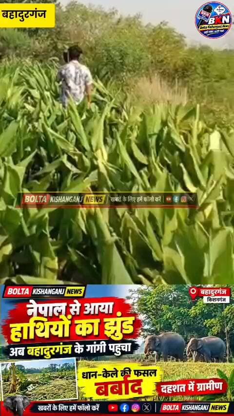 Bahadurganj; नेपाल से आए जंगली हाथियों ने मचाई तबाही, गांगी में फसल बर्बाद, एक युवक का घायल होने की खबर
#NewsUpdate #Kishanganj #ElephantAttack #bihar #Bahadurganj