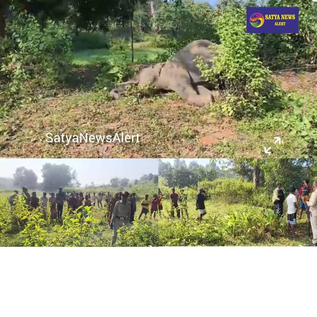 Another Tusker Dies in Rourkela. Electrocution Suspected in Bondamunda Area .
Rourkela, October 21, 2026 (SatyaNewsAlert): Another tusker has reportedly died in the Rourkela region, with suspected electrocution being cited as the possible cause of death.
The incident occurred in the Dumerata area under Bandhamunda police station limits in Rourkela, where the elephant was found dead.
Following the incident, Forest Department officials and police personnel have launched an investigation to ascertain the exact circumstances surrounding the elephant's death. The suspected cause of electrocution is yet to be officially confirmed.