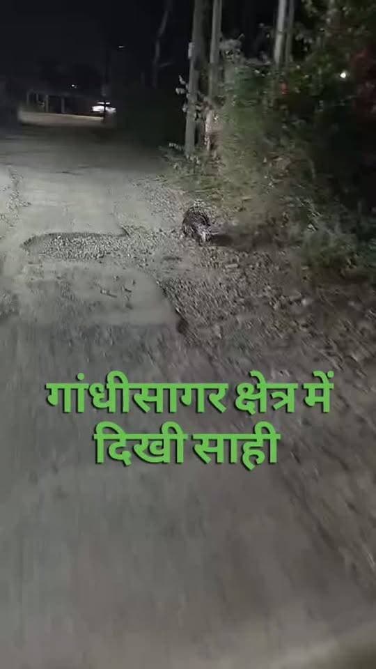 बीती रात में यह जंगली जानवर गांधी नगर क्षेत्र में दिखाई दिया है