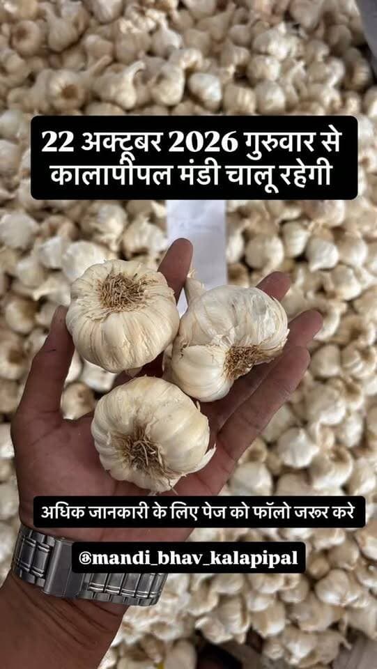 #viralreels #viralreelsvideo #trending #reelkarofeelkaro #mandibhavkalapipal