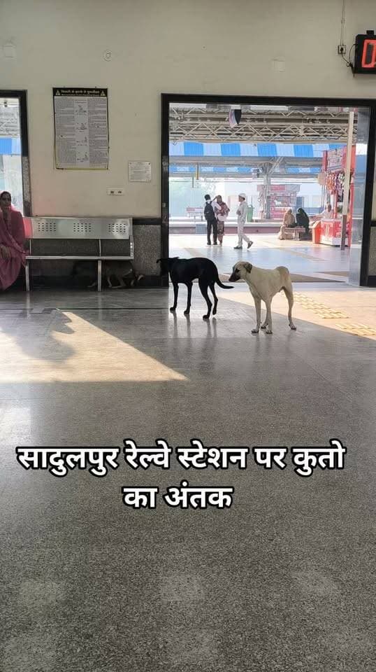 राजस्थान के सादुलपुर रेल्वे स्टेशन पर आवारा कुते दर्जनों मे घूमते है कोई ध्यान नहीं दे रहा है #indianrelve #Sadulpur #bikaner #Relmantri #boltahindustan #Corruption #RajasthanNews #hanumangarhnews #surthgarhnews #gangangarnews #modi #ganeshrajbansal