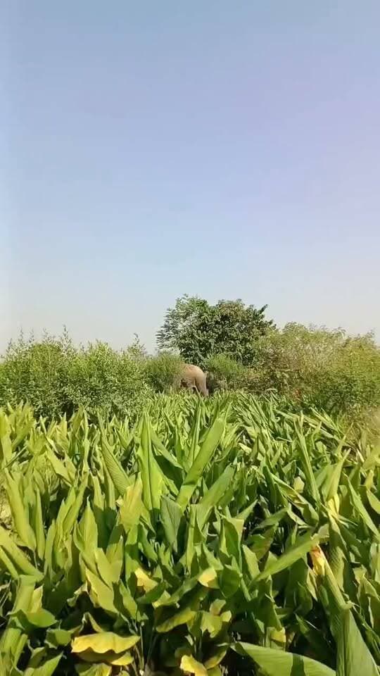 बहादुरगंज के कस्बा गांगी गांव में घुसा जंगली हाथी, दहशत
किशनगंज। बहादुरगंज प्रखंड के कस्बा गांगी गांव में जंगली हाथी के घुसने से ग्रामीणों में दहशत फैल गई। सूचना मिलते ही प्रशासनिक टीम मौके पर पहुंची और स्थिति पर नजर बनाए रखी।
