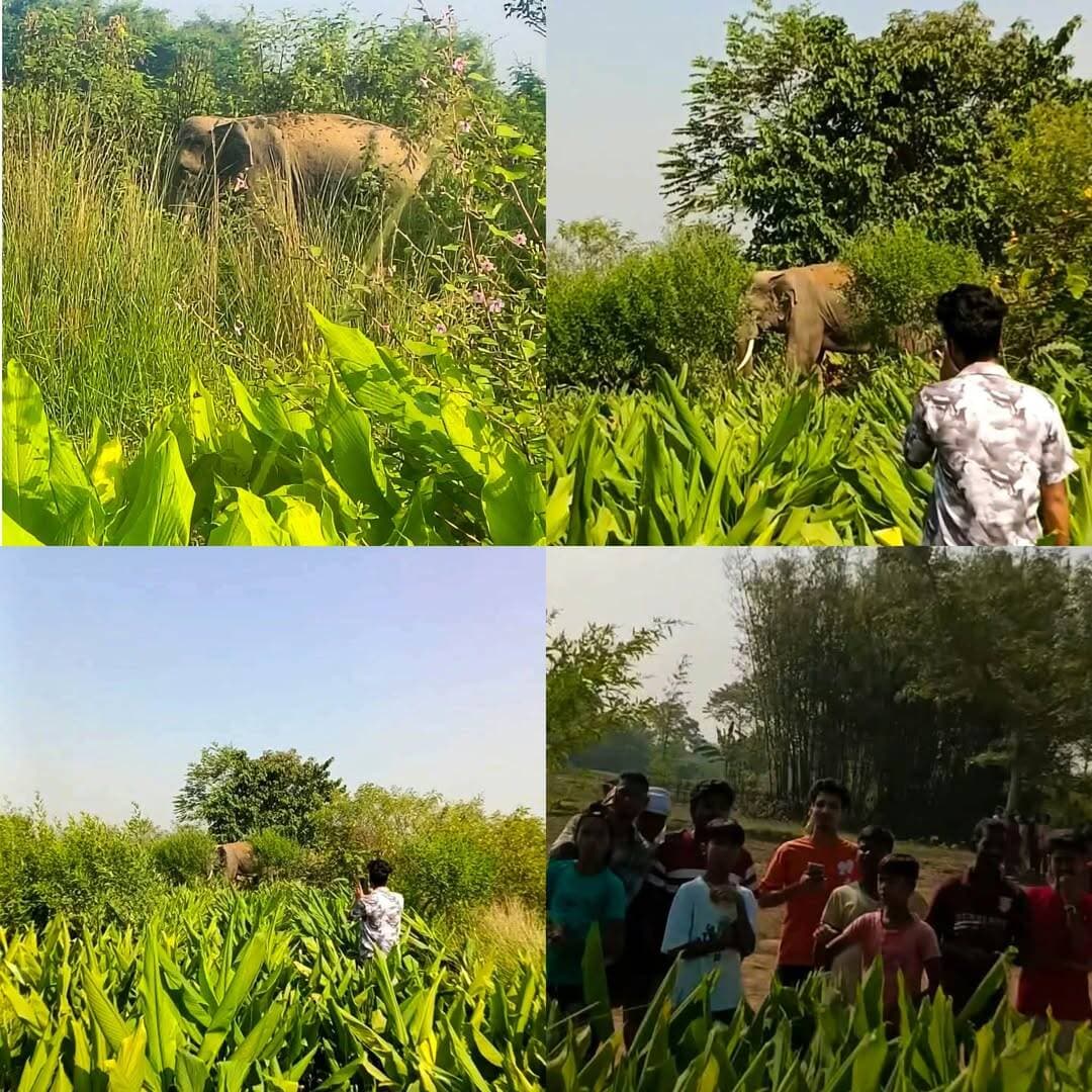 किशनगंज के बहादुरगंज प्रखंड के कस्बा गांगी गांव में जंगली हाथी घुसा, गांव में दहशत। सूचना पर प्रशासन मौके पर पहुंचा।
<nis:link nis:type=tag nis:id=kishanganj nis:value=Kishanganj nis:enabled=true nis:link/> <nis:link nis:type=tag nis:id=bahadurganj nis:value=Bahadurganj nis:enabled=true nis:link/> <nis:link nis:type=tag nis:id=gangipanchayat nis:value=GangiPanchayat nis:enabled=true nis:link/> <nis:link nis:type=tag nis:id=wildelephant nis:value=WildElephant nis:enabled=true nis:link/> <nis:link nis:type=tag nis:id=biharnews nis:value=BiharNews nis:enabled=true nis:link/> <nis:link nis:type=tag nis:id=viralnews nis:value=ViralNews nis:enabled=true nis:link/>