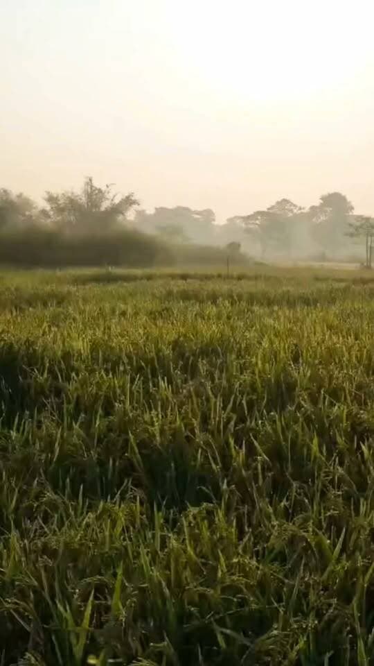 किशनगंज के बहादुरगंज प्रखंड के कस्बा गांगी गांव में जंगली हाथी घुसा, गांव में दहशत। सूचना पर प्रशासन मौके पर पहुंचा।
#Kishanganj #Bahadurganj #GangiPanchayat #WildElephant #BiharNews #ViralNews