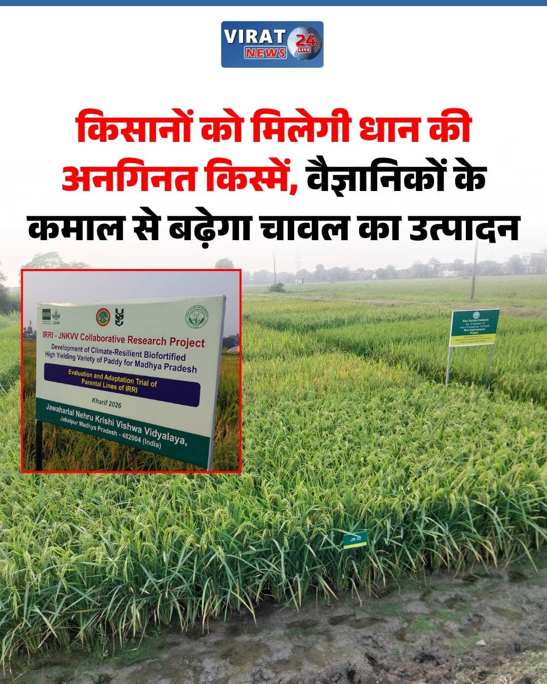 जबलपुर के वैज्ञानिकों का कमाल! कम पानी में धान की खेती, लागत घटाने और उत्पादन बढ़ाने के लिए भारत-फिलीपींस के वैज्ञानिक कर रहे शोध
मध्य प्रदेश के जबलपुर स्थित जवाहरलाल नेहरू कृषि विश्वविद्यालय में भारतीय वैज्ञानिक, फिलीपींस के अंतरराष्ट्रीय धान अनुसंधान संस्थान (IRRI) के साथ मिलकर धान की नई किस्मों पर शोध कर रहे हैं। लक्ष्य ऐसी किस्में विकसित करना है, जिनकी खेती में कम पानी और कम मजदूरों की जरूरत पड़े, लेकिन उत्पादन पारंपरिक खेती के बराबर रहे।
धान की खेती में आएगा बदलाव?
शोध में धान की सीधी बिजाई तकनीक पर विशेष जोर दिया जा रहा है। इस विधि में नर्सरी से पौधों को निकालकर कीचड़युक्त खेत में रोपने के बजाय सीड ड्रिल मशीन से सीधे खेत में बीज बोए जाते हैं। इससे पानी, मजदूरी और खेती की लागत कम करने की संभावना है।
नई किस्मों में होंगी ये खासियतें
कम पानी में बेहतर उत्पादन देने की क्षमता।
सूखे और विभिन्न रोगों का सामना करने की क्षमता बढ़ाने पर जोर।
खरपतवार नियंत्रण और मजदूरी का खर्च कम करने की संभावना।
चावल में जिंक, मैग्नीशियम और आयरन जैसे पोषक तत्वों की मात्रा बढ़ाने पर शोध।
1,000 से अधिक किस्मों पर हो रहा अध्ययन
विश्वविद्यालय के वरिष्ठ वैज्ञानिक डॉ. संजय सिंह के अनुसार, शोध संस्थान में धान की 1,000 से अधिक किस्में एकत्रित हैं। इनमें देसी, निजी कंपनियों की और विश्वविद्यालय की पुरानी किस्में शामिल हैं। फिलीपींस से लाई गई किस्मों का भी परीक्षण किया जा रहा है। शोध का तीसरा वर्ष चल रहा है और वैज्ञानिकों को उम्मीद है कि अगले एक से दो वर्षों में कुछ नई किस्में किसानों के लिए जारी की जा सकती हैं।
JR 49, JR 122 और JR 83 का 12 जिलों में परीक्षण
जवाहरलाल नेहरू कृषि विश्वविद्यालय की JR 49, JR 122 और JR 83 किस्मों के बीज किसानों को उपलब्ध कराए गए हैं। मध्य प्रदेश के 12 जिलों में इनका परीक्षण किया जा रहा है। वैज्ञानिकों के मुताबिक, इस साल करीब 1,200 किसानों तक इन किस्मों के बीज पहुंचाए गए हैं। खासकर JR 49 और JR 83 को लेकर किसानों से सकारात्मक प्रतिक्रियाएं मिली हैं।
आने वाले साल में इन किस्मों के बीज और किसानों तक पहुंचाने की योजना है। यदि शोध के नतीजे और खेतों में परीक्षण सफल रहते हैं, तो कम पानी और कम लागत वाली धान की खेती मध्य प्रदेश के किसानों के लिए एक उपयोगी विकल्प बन सकती है।
<nis:link nis:type=tag nis:id=jabalpur nis:value=Jabalpur nis:enabled=true nis:link/> <nis:link nis:type=tag nis:id=agriculture nis:value=Agriculture nis:enabled=true nis:link/> <nis:link nis:type=tag nis:id=ricefarming nis:value=RiceFarming nis:enabled=true nis:link/> <nis:link nis:type=tag nis:id=jnkvv nis:value=JNKVV nis:enabled=true nis:link/> <nis:link nis:type=tag nis:id=irri nis:value=IRRI nis:enabled=true nis:link/> <nis:link nis:type=tag nis:id=mpfarmers nis:value=MPFarmers nis:enabled=true nis:link/> <nis:link nis:type=tag nis:id=smartfarming nis:value=SmartFarming nis:enabled=true nis:link/> <nis:link nis:type=tag nis:id=directseededrice nis:value=DirectSeededRice nis:enabled=true nis:link/> <nis:link nis:type=tag nis:id=agricultureresearch nis:value=AgricultureResearch nis:enabled=true nis:link/> <nis:link nis:type=tag nis:id=किसान nis:value=किसान nis:enabled=true nis:link/> <nis:link nis:type=tag nis:id=धानकीखेती nis:value=धानकीखेती nis:enabled=true nis:link/> <nis:link nis:type=tag nis:id=कृषिविज्ञान nis:value=कृषिविज्ञान nis:enabled=true nis:link/> <nis:link nis:type=tag nis:id=जबलपुर nis:value=जबलपुर nis:enabled=true nis:link/> <nis:link nis:type=tag nis:id=मध्यप्रदेश nis:value=मध्यप्रदेश nis:enabled=true nis:link/> <nis:link nis:type=tag nis:id=किसानसमाचार nis:value=किसानसमाचार nis:enabled=true nis:link/>