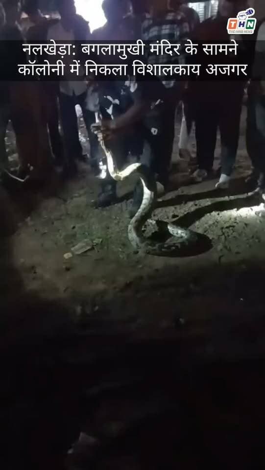 नलखेड़ा: बगलामुखी मंदिर के सामने कॉलोनी में निकला विशालकाय अजगर। #agar #nalakhedanews #bagalamukhi #viral #ᴠɪʀᴀʟᴠɪᴅᴇᴏs
