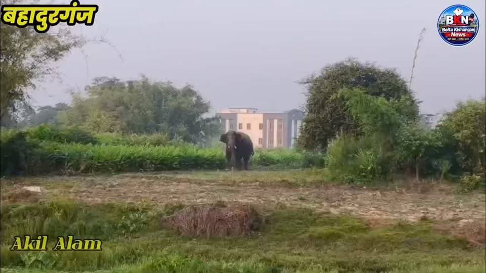 Kishanganj: बहादुरगंज में जंगली हाथियों का तांडव बुजुर्ग व्यक्ति की दर्दनाक मौत, जबकि एक मासूम बच्चा घायल,इलाके में अफरा तफरी
#ElephantAttack #Kishanganj #BreakingNews #BiharPolice #NewsUpdate #boltakishanganjnews