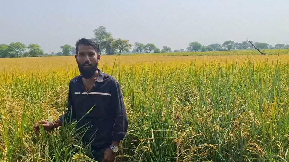 मिलिए 65 एकड़ में जैविक धान उगाने वाले TCBT किसान आकाश पटेल ग्राम रामखिरिया जिला जबलपुर से
धान की निरोगी और बम्पर फसल देखें
इस वर्ष केमिकल खेती से धान की फसल लेने वाले किसान जानते है कितनी बीमारियां आई है,कितनी परेशानी हुई है
आकाश पटेल जी के धान में
कोई ब्लास्ट ब्लाइट नहीं
कोई माहू नहीं
कोई तनाछेदक नहीं आया
(65 एकड़ में एक भी सूखी बाली नहीं दिखी)
खरपतवार की कोई विशेष दिक्कत नहीं आई
पूरे समय फसल हरि कच्च रही
TCBT की पंच महाभूत कृषि का ऊर्जा और पंच कोश विज्ञान
सबकुछ ठीक कर देता है।