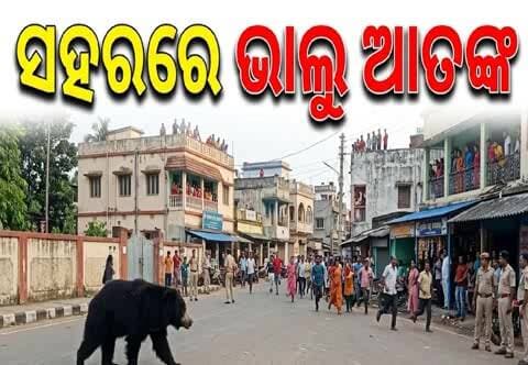 ବଲାଙ୍ଗୀର: କଣ୍ଟାବାଞ୍ଜି ସହରରେ ଭାଲୁ ଆତଙ୍କ, ଆକ୍ରମଣରେ ଜଣଙ୍କ ମୃତ୍ୟୁ