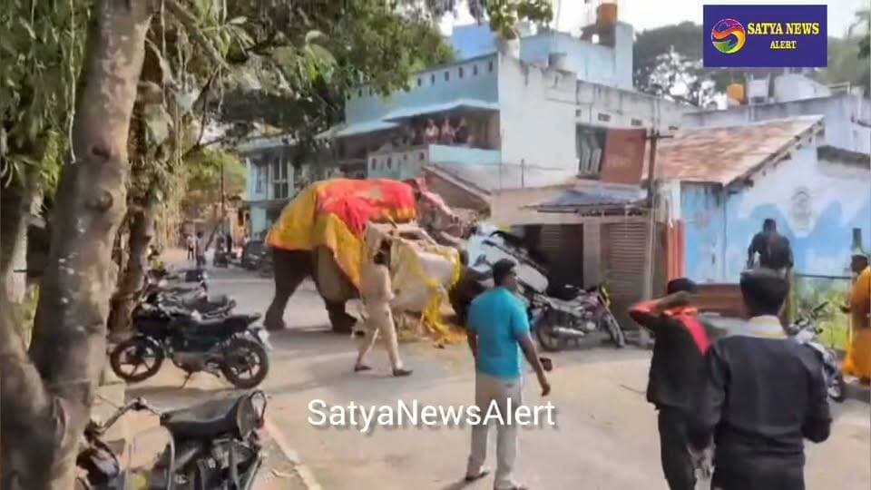 Elephant Runs Amok During Shivamogga Dasara Jamboo Savari; Silver Howdah Falls, Procession Cancelled
Shivamogga, October 21, 2026 (SatyaNewsAlert): The traditional Dasara Jamboo Savari procession in Shivamogga, Karnataka, was abruptly halted on Wednesday after an elephant carrying the idol of Goddess Chamundeshwari suddenly turned back and ran through the streets, triggering panic among spectators.
The incident occurred shortly after the procession commenced from Shivappa Nayaka Palace in the Kote area. As the elephant, Somanna, proceeded along Kote Road carrying the approximately 450-kg silver howdah, locally known as the ambari, it suddenly changed direction and ran back. The sudden movement caused the howdah to slip and fall to the ground, reportedly sustaining minor damage.
The unexpected incident sent spectators scrambling for safety. According to reports, two cars and three motorbikes were damaged as the elephant moved along the procession route. However, no confirmed details regarding injuries were immediately available.
Forest Department personnel, veterinary officers and police swiftly intervened to control the situation. Police personnel managed the crowd and cleared the area to prevent further danger.
After efforts to restrain the elephant, veterinary officers administered a tranquiliser to bring Somanna under control. The animal was subsequently taken to Kote Seetharamanjaneya Temple, where it was reported to be recovering after being tranquilised.
Following the incident, organisers called off the Jamboo Savari procession, disrupting the traditional Dasara celebrations in the city.
According to reports, elephant Sagar had initially been selected and trained to carry the ceremonial ambari during Shivamogga Dasara. However, after Sagar reportedly developed leg pain, Somanna was chosen at the last minute to take over the responsibility.
The incident has raised questions about Somanna's preparation for the demanding role, as Wednesday's procession marked the elephant's first time carrying the ambari during the event.
The exact cause of the elephant's sudden behaviour has not yet been officially established. Further details are awaited regarding the circumstances leading to the incident and the animal's condition.
The episode has renewed concerns over elephant handling, adequate training and crowd safety during large-scale religious and cultural processions.