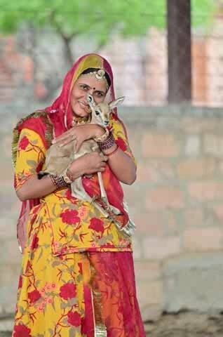 भोपालगढ़: जोधपुर की महिला सिपाही रंसनेही विष्णोई बनी बेसहारा पशुओं की सहारा