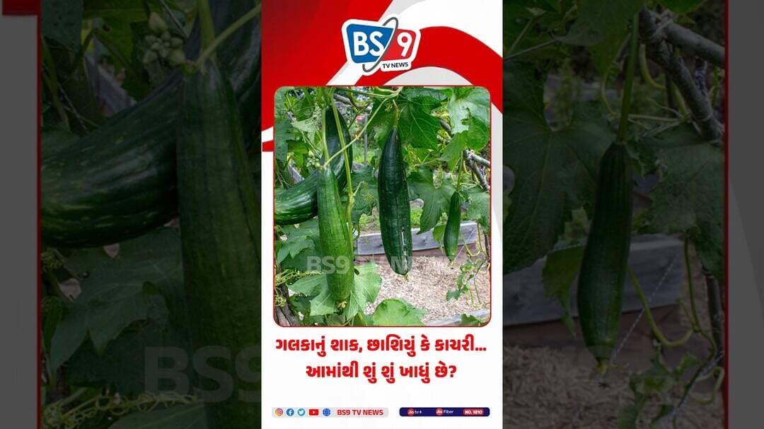 Health | શાકથી લઈને નહાવાના સ્પોન્જ સુધી...ગલકાના આ ફાયદા જાણીને ચોકી જશો!@BS9TVNEWS