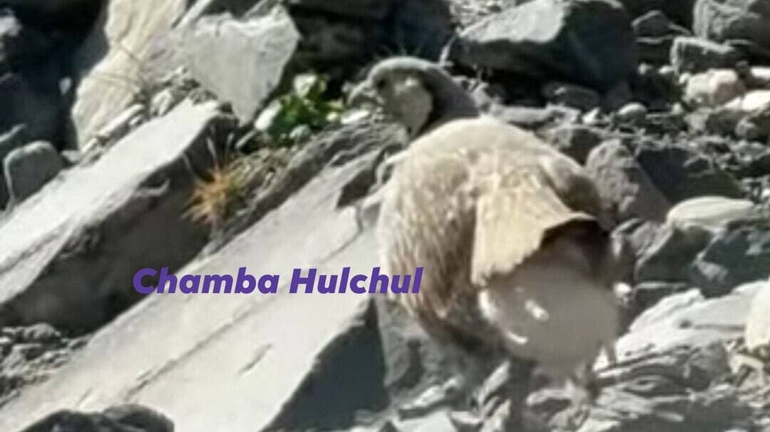 हिमाचल: पांगी के जंगलों में दिखा दुर्लभ स्नो कॉक पक्षी, वन विभाग ने बढ़ाई चौकसी; संरक्षण पर जोर
चंबा जिले के जनजातीय क्षेत्र पांगी के बगोटू में दुर्लभ हिमालयन स्नो कॉक पक्षी दिखाई दिया है। वन रक्षक तेज सिंह ने वन बीट की निगरानी के दौरान इसकी तस्वीरें खींचीं। वन विभाग ने पक्षी के संरक्षण और अवैध शिकार की रोकथाम के लिए नियमित गश्त बढ़ाने पर जोर दिया है।
जनजातीय क्षेत्र पांगी के बर्फीले इलाके बगोटू में दुर्लभ हिमालयन स्नो कॉक पक्षी को देखा गया है। वन रक्षक तेज सिंह ने अपनी वन बीट की निगरानी के दौरान उसकी तस्वीर खिंची। यह जंगली पक्षी हिमालय के ऊंचे, ठंडे और पथरीले पहाड़ी क्षेत्रों में पाया जाता है। इसका वैज्ञानिक नाम टेट्राओगैलस हिमालयेन्सी है।
यह तीतर कुल का पक्षी है और हिमाचल प्रदेश सहित पश्चिमी हिमालय के विभिन्न क्षेत्रों में पाया जाता है। हिमाचल के ऊंचाई वाले हिमालयी क्षेत्रों में इस पक्षी का पाया जाना वहां की जैव विविधता के लिए महत्वपूर्ण है। चंबा जिले के ऊंचे पर्वतीय क्षेत्रों में इसके संभावित आवास की मौजूदगी वन्य प्राणी विभाग के लिए उपयोगी हो सकती है। इससे पहले चंबा में इस पक्षी की मौजूदगी के सबूत बहुत कम थे। हालांकि, पांगी के जंगलों में दुर्लभ वन्य जीवों की मौजूदगी के प्रमाण पहले ही मिल चुके हैं। लेकिन, अब दुर्लभ पक्षी भी नजर आने लगे हैं।
वन बीट प्रेग्रां के तहत आने वाला बगोटू क्षेत्र ज्यादातर समय बर्फ के लिए ढका रहता है। इसके साथ वहां पर पत्थरीले पहाड़ भी हैं। जोकि, इस पक्षी के रहने के लिए सुरक्षित स्थान हो सकता है। वन विभाग ने इस प्रजाति के संरक्षण के लिए वन रक्षक को नियमित गश्त के निर्देश दिए हैं। क्योंकि, कुछ शिकारी ऐसे जंगली पक्षियों का अवैध शिकार भी कर देते हैं। यह दुर्लभ पक्षी घास और कोमल पत्तियां, पौधों की नई कोंपलें, बीज और जंगली बेरियां तथा कुछ पौधों की जड़ें और कंद खाता है। वन मंडल पांगी के मंडल अधिकारी रवि गुलेरिया ने बताया कि बगोटू में स्नो कॉक पक्षी को देखा गया है। उसके संरक्षण के लिए विभाग पूरी मुस्तैदी से कार्य कर रहा है।