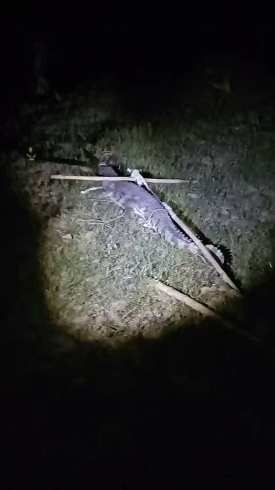 हाइडिल कॉलोनी में पहुंचा मगरमच्छ, देर रात तक चला रेस्क्यू ऑपरेशन, ग्रामीणों ने ली राहत की सांस