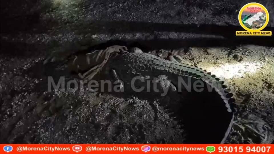 खेत में पानी देते समय दिखा 9 फीट लंबा मगरमच्छ, रात 2 बजे तक चला रेस्क्यू; चंबल नदी में सुरक्षित छोड़ा
मुरैना। जिले के सराय छोला थाना क्षेत्र के ग्राम जारह में खेत में पानी दे रहे ग्रामीणों को करीब 9 फीट लंबा वयस्क मगरमच्छ दिखाई दिया। मगरमच्छ को देखकर ग्रामीणों में दहशत फैल गई। इसके बाद ग्रामीणों ने संबंधित अधिकारियों को सूचना दी।
सूचना मिलने पर अधीक्षक देवरी के निर्देश पर हैचरी टीम ने मौके पर पहुंचकर मगरमच्छ के रेस्क्यू की कार्रवाई शुरू की। 21 और 22 अक्टूबर की दरमियानी रात करीब 11 बजे से रात 2 बजे तक चले अभियान में टीम ने मगरमच्छ को सुरक्षित पकड़ लिया।
रेस्क्यू के बाद मगरमच्छ को चंबल नदी के राजघाट पर सुरक्षित छोड़ दिया गया। इस कार्रवाई से ग्रामीणों ने राहत की सांस ली। समय रहते किए गए रेस्क्यू से मगरमच्छ को सुरक्षित प्राकृतिक आवास में पहुंचाया जा सका।
#मुरैना #morena #मगरमच्छ #चंबल