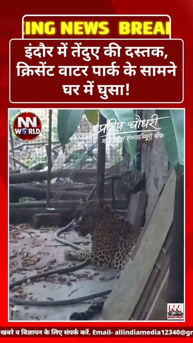 इंदौर में तेंदुए की दस्तक, क्रिसेंट वाटर पार्क के सामने घर में घुसा!
इंदौर। क्रिसेंट वाटर पार्क के सामने ठाकुर के घर में तेंदुआ घुसने की खबर से इलाके में हड़कंप मच गया। शुरुआती जानकारी के मुताबिक, तेंदुआ घायल अवस्था में बताया जा रहा है। घटना के बाद क्षेत्र में दहशत का माहौल है।
सावधानी: तेंदुए से दूरी बनाए रखें, उसे घेरने या पकड़ने की कोशिश न करें। वन विभाग और स्थानीय प्रशासन को सूचना दें।
तेंदुए के रेस्क्यू और उसकी स्थिति को लेकर आधिकारिक पुष्टि का इंतजार है।
NEWS NATIONAL WORLD | NNW
#IndoreNews #Leopard #CrescentWaterPark #WildlifeRescue #BreakingNews
Indore Leopard, Crescent Water Park, Leopard Rescue, इंदौर तेंदुआ, वन विभाग, इंदौर न्यूज़