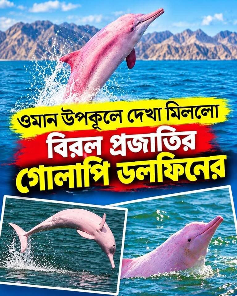 ওমান উপকূলে দেখা মিললো বিরল প্রজাতির গোলাপি ডলফিনের
#GanaBandhu