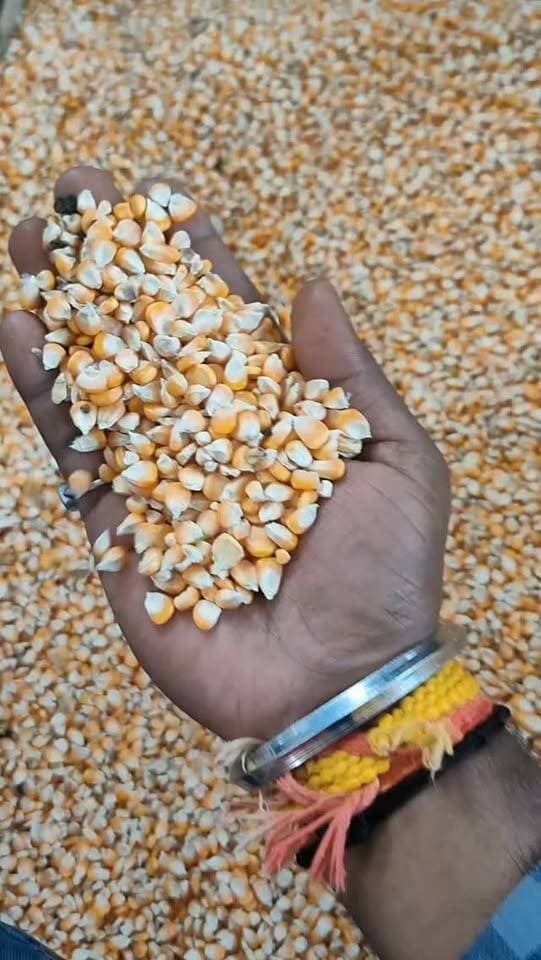 आज धामनोद मंडी में मक्का का भाव इस प्रकार रहा, मक्का में तेजी दिख रही है...
आज मक्का क्वालिटी अनुसार 2200 से 2675 तक बिकी...
22 अक्टूबर 2026
Dhamnod Mandi Bhav
.
.
.
.
.
.
.
.
.
.
.
.
.
.
.
.
#dhamnodmandibhav #makkamandibhav #makkakabhav #makkarates #mandinews