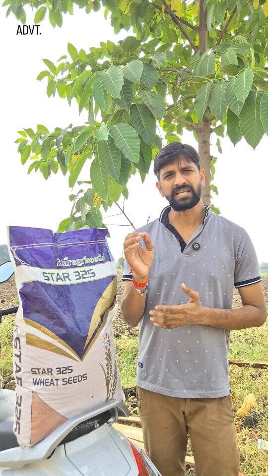 🌾 STAR 325 – शानदार पैदावार, बेहतर मुनाफे की उम्मीद! 🌱
#star325 #गेहूंबीज #किसान #गेहूंकीखेती #कृषिउन्नति
पैदावार के आंकड़े परिस्थितियों, मिट्टी, मौसम और कृषि प्रबंधन के अनुसार बदल सकते हैं।