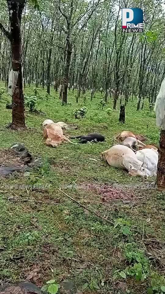 എരുമേലി ചെറുവള്ളി എസ്റ്റേറ്റിൽ ഇന്നലെത്തെ മഴയിലും, ഇടിമിന്നലിലും 12 പശുക്കൾക്ക് ദാരുണാന്ത്യം|PRIME NEWS KERALA
