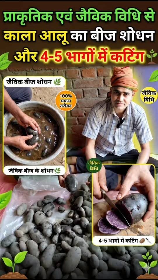 🥔🌱 काला आलू की खेती की तैयारी!
प्राकृतिक एवं जैविक विधि से काले आलू का बीज शोधित करके 4–5 भागों में कटिंग किया जा रहा है। 🌿
✅ स्वस्थ बीज, सही कटिंग और जैविक खेती की ओर कदम।
🌱 प्राकृतिक खेती अपनाएँ, मिट्टी बचाएँ और स्वस्थ रहें। 🙏
#काला_आलू #प्राकृतिकखेती #जैविकखेती #आलूकीखेती #किसान