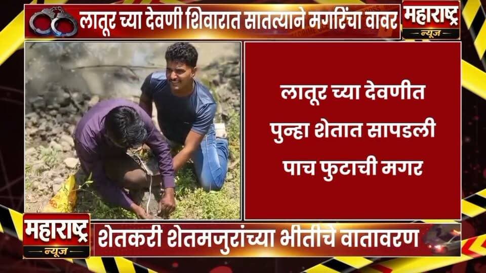 📍लातूरच्या देवनी शिवारात सातत्याने होतोय मगरींचा वावर आज पुन्हा पाच फुटाची मगर सापडली.