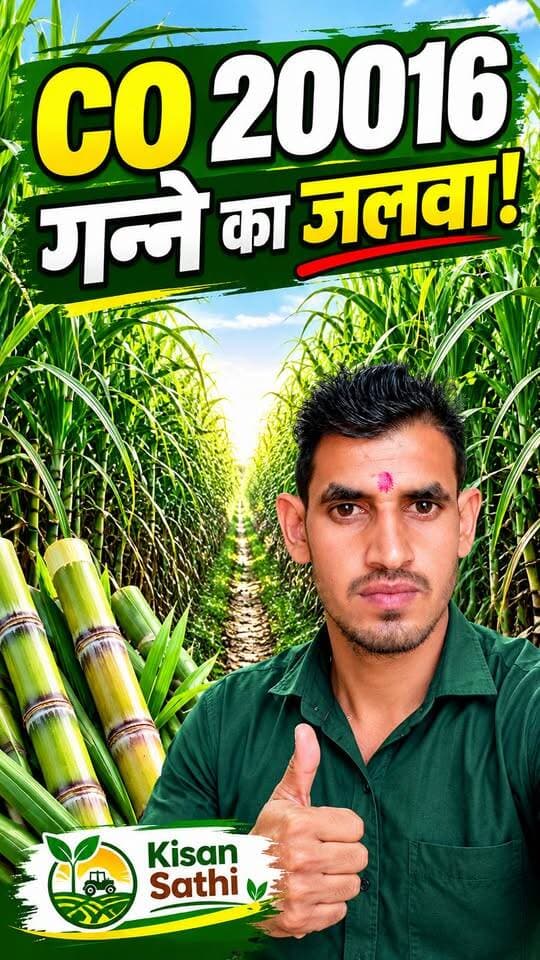 ЁЯМ╛ CO 20016 рдЧрдиреНрдиреЗ рдХрд╛ рдЬрд▓рд╡рд╛ ЁЯФе рдХрд┐рд╕рд╛рди рднрд╛рдЗрдпреЛрдВ, рдРрд╕реА рдлрд╕рд▓ рджреЗрдЦреА рд╣реИ рдХрднреА? ЁЯШ▒
#CO20016 #рдЧрдиреНрдирд╛ #рдЧрдиреНрдиреЗрдХреАрдЦреЗрддреА #рдХрд┐рд╕рд╛рди #SugarcaneFarming #KisanSathi #Agriculture #farmersmarket