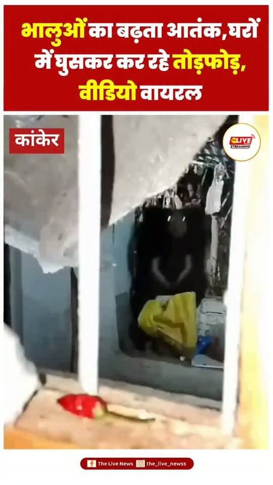 कांकेर शहर में भालुओं का बढ़ता आतंक, घरों में घुसकर कर रहे तोड़फोड़, वीडियो वायरल
**कांकेर।** उत्तर बस्तर कांकेर जिले में भालुओं की लगातार बढ़ती मौजूदगी से शहरवासियों में दहशत का माहौल है। कभी भालू घरों में घुसकर उत्पात मचा रहे हैं, तो कभी सड़कों पर घूमते नजर आ रहे हैं। भालुओं की ऐसी तस्वीरें और वीडियो सोशल मीडिया पर तेजी से वायरल हो रहे हैं, जिससे लोगों की चिंता बढ़ गई है।
ताजा वायरल वीडियो में एक भालू घर के अंदर घुसकर तोड़फोड़ करता दिखाई दे रहा है। वीडियो में सामने की खिड़की के पास खड़ा एक व्यक्ति भालू की गतिविधियों को अपने मोबाइल कैमरे में कैद करता नजर आ रहा है। घर के अंदर भालू की मौजूदगी का यह दृश्य लोगों को सतर्क रहने का संकेत दे रहा है।
शहर और आसपास के क्षेत्रों में भालुओं की बढ़ती आवाजाही को देखते हुए वन विभाग की टीम लगातार गश्त कर रही है। विभाग की ओर से लोगों को जागरूक करने के साथ ही भालू दिखाई देने पर तत्काल सूचना देने की अपील की जा �