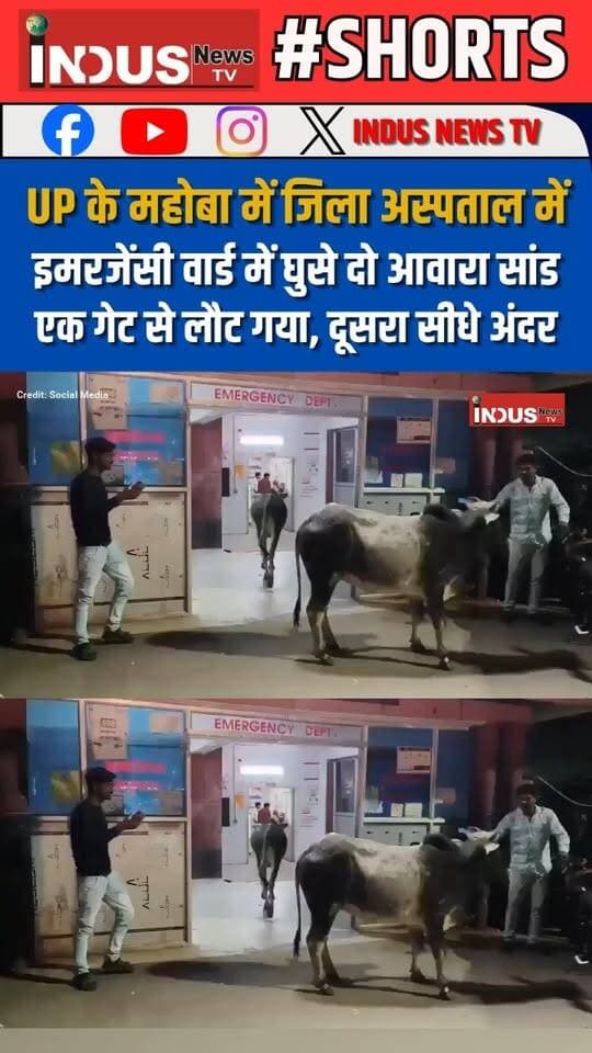 UP के महोबा में जिला अस्पताल में इमरजेंसी वार्ड में घुसे दो आवारा सांड, एक गेट से लौट गया, दूसरा सीधे अंदर
#mahoba #DistrictHospital #Awara #bulls #emergency #emergrncyward #viralvideoシ #UPNews #UPGovernment #GovernmentHospital #NewsUpdate #LatestNews #BreakingNews #shorts #viralpost #viralreels #viral #viralreelsシ #viralreelsfacebook #reelsviralシ #YogiAdityanath #CMYogi #BJPGovernment #AkhileshYadav #samajwadipartyofficial #BahujanSamajParty #azadsamajparty_official #Mayawati #UPnewsupdate #mahobanews #mahobacity #UPUpdates #newsfeed #NewStock #newseason
