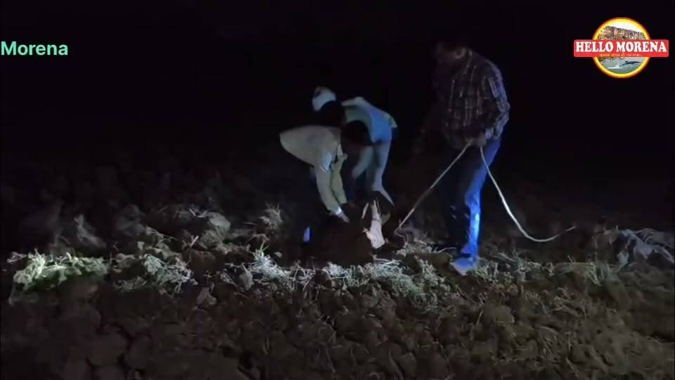 रात को खेत में पानी देने गए किसानों ने देखा 9 फीट का मगरमच्छ तो हुए होश फाख्ता, वन विभाग की टीम ने पकड़ा👇
21-22 अक्टूबर की रात ग्राम जारह थाना सराय छोला गांव के बगल के खेत में ग्रामीणों द्वारा खेत में पानी देने पर मगर दिखा, जिसकी लंबाई 09 फुट थी। ग्रामीणों द्वारा सूचना देने पर वन विभाग ने रात्रि 11 बजे से 2 बजे तक हैचरी टीम के साथ एक वयस्क मगर का रेस्क्यू कर चंबल नदी के राजघाट पर सुरक्षित छोड़ा गया
