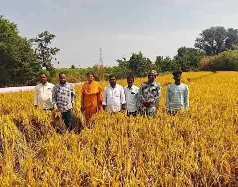 షేక్ పేట్: రామారెడ్డి మండల రైతన్నలకు వ్యవసాయ అధికారి సూచనలు