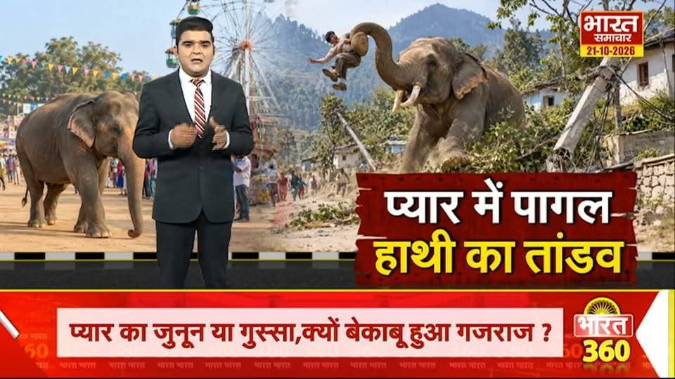 प्यार में पागल हाथी का तांडव, महावत पर हमला, बिजली के खंभे उखाड़े....