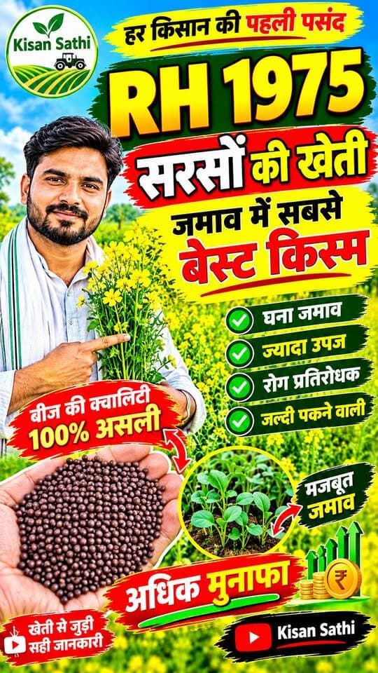 🌱 RH 1975 सरसों की किस्म कैसी है? 🌾 जमाव और पैदावार की पूरी जानकारी | Kisan Sathi
#RH1975 #सरसोंकीखेती #MustardFarming #SarsonKiKheti