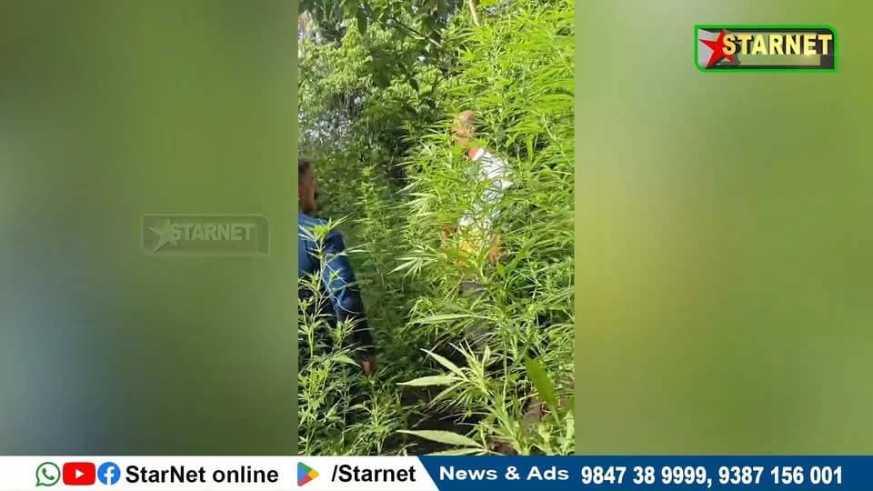 അട്ടപ്പാടിയിൽ വൻ കഞ്ചാവ് വേട്ട അഞ്ചുമാസം പ്രായമായ 610 ഓളം കഞ്ചാവ് ചെടികൾ കണ്ടെത്തി നശിപ്പിച്ചു
വാട്സ്ആപ്പ് ഗ്രൂപ്പില് അംഗമാകുവാന്...👇🏻
https://chat.whatsapp.com/Dm3ELxEaZmwEtywU5uppif?mode=ems_copy_t
➖➖➖➖➖➖➖➖➖
വാർത്തകൾ വാട്സപ്പ് ഗ്രൂപ്പിലൂടെ അറിയാൻ 👇🏻
https://chat.whatsapp.com/L5d0OOyG4MiKs49xQDEfbj
( പ്രാദേശിക കേബിൾ ചാനലായ സ്റ്റാർനെറ്റിലേക്ക് വാർത്തകൾ അയക്കുന്നതിനും പരസ്യങ്ങൾ നൽകുന്നതിനും ബന്ധപ്പെടുക : 9387156001, 9847224453, 9847389999 ).
ലോകത്തെവിടെ ആയാലും, 🕐 ഏത് സമയത്തും StarNet വാർത്തകൾ കാണാൻ ഞങ്ങളുടെ ▶ യൂടൂബ് ചാനൽ സബ്സ്ക്രൈബ് ചെയ്യുക
👉 Youtube https://www.youtube.com/channel/UCUSkDDxCvDyv_aeqY5F7vvw
വാർത്തകൾ നിങ്ങളുടെ Facebook Feed ൽ 👉Facebook Page https://www.facebook.com/starnetnewsonline